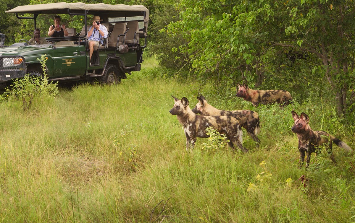 African Wild Dog at Selinda Reserve, Botswana