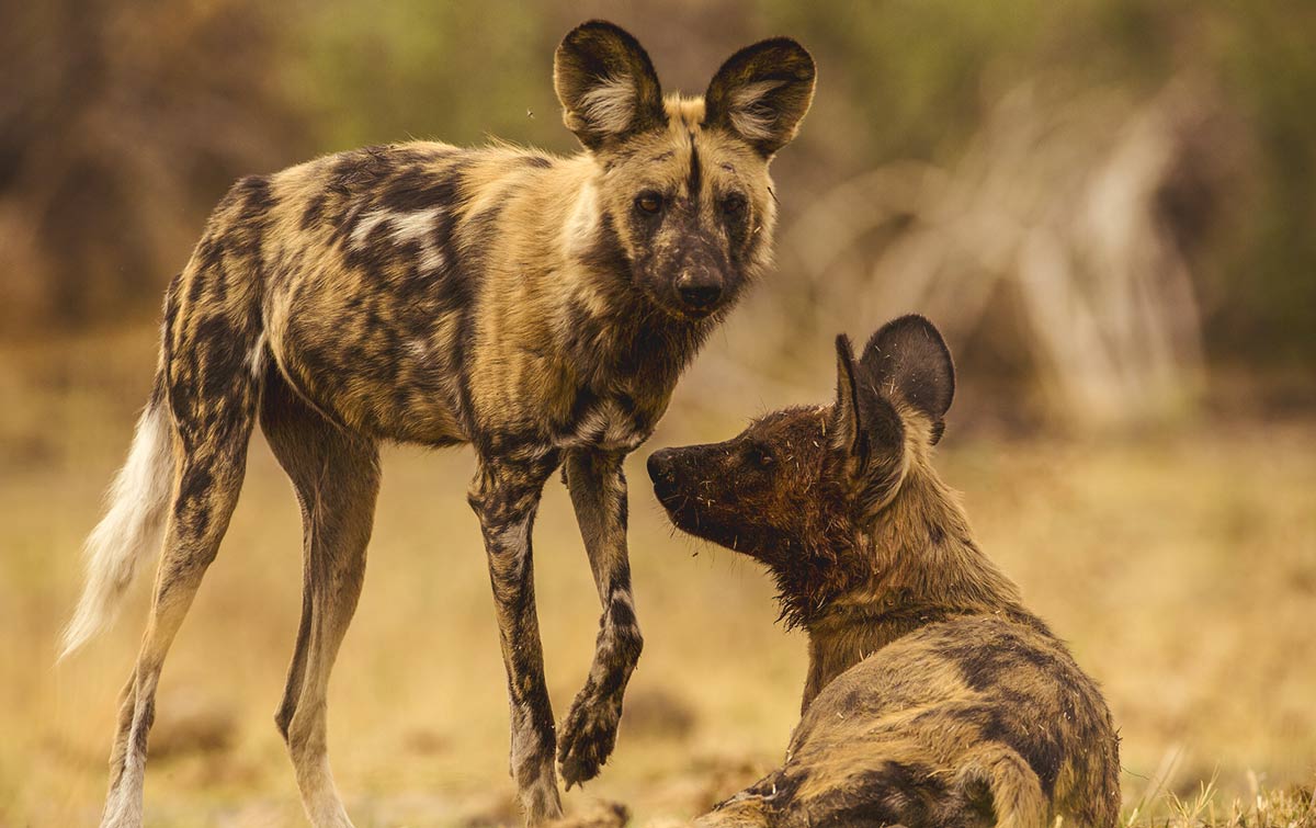 African Wild Dog at Duba Concession 