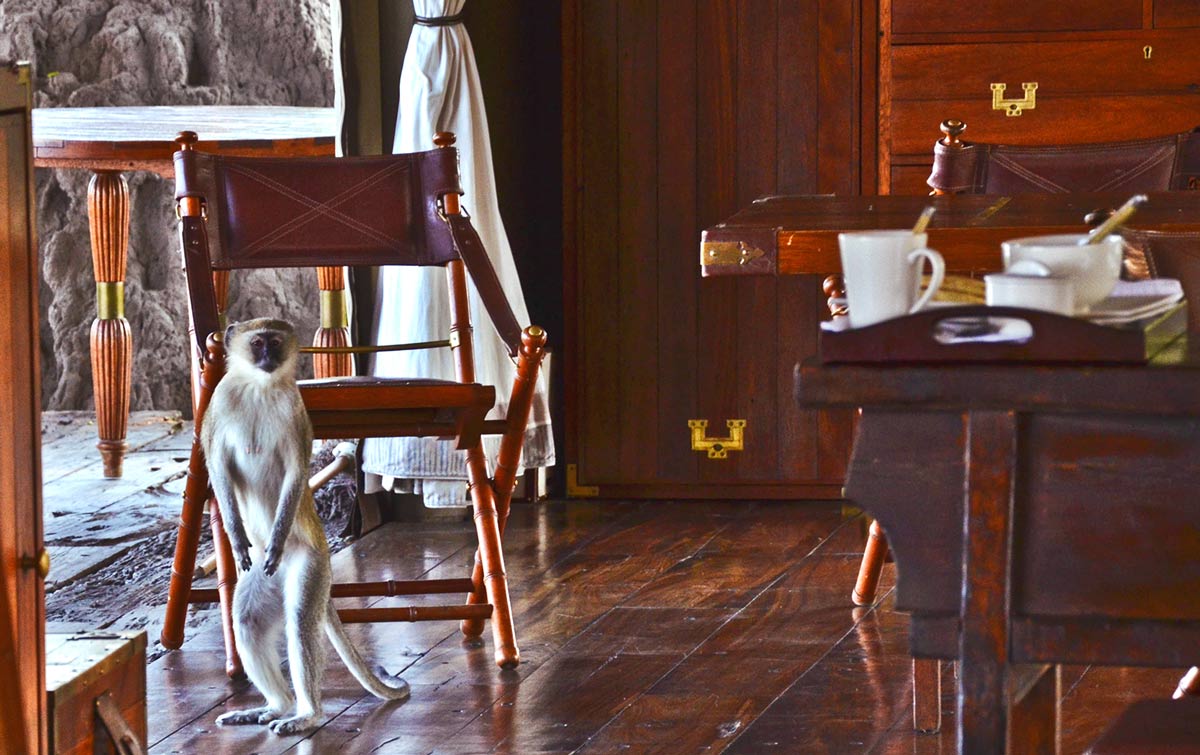 Safari experiences at Zarafa Camp