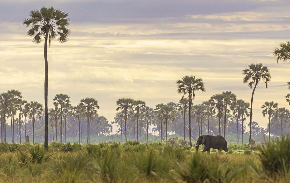 Luxury Safari Camps, IntoBotswana.com