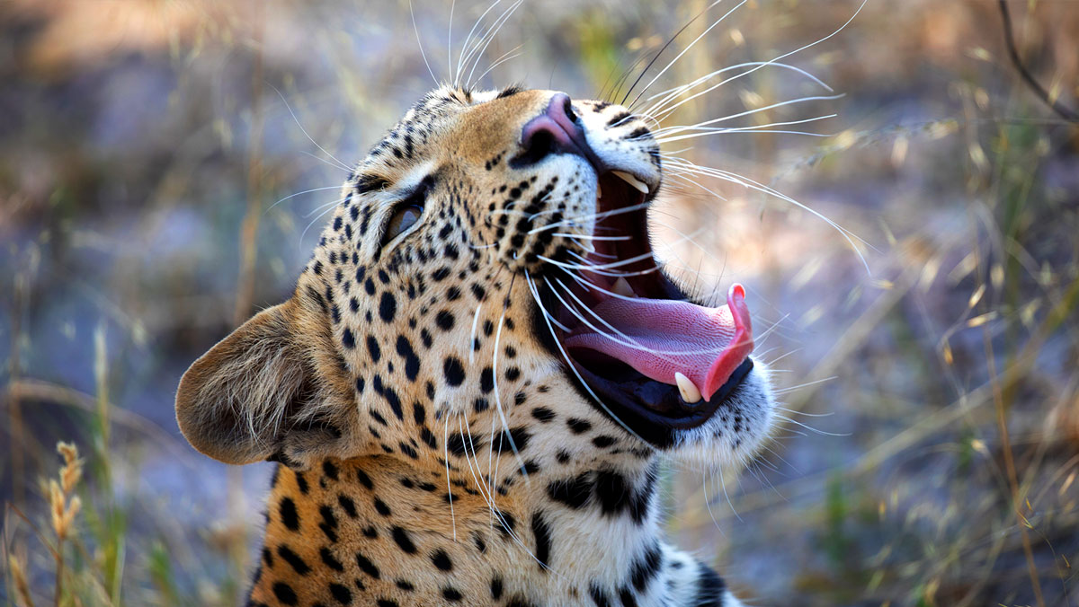 Wildlife Photography IntoBotswana.com