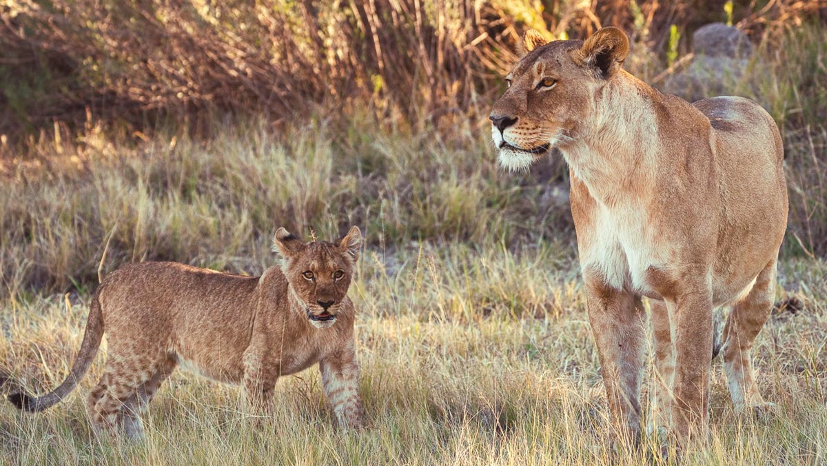 Private Luxury Safari Botswana - Guided Safaris®