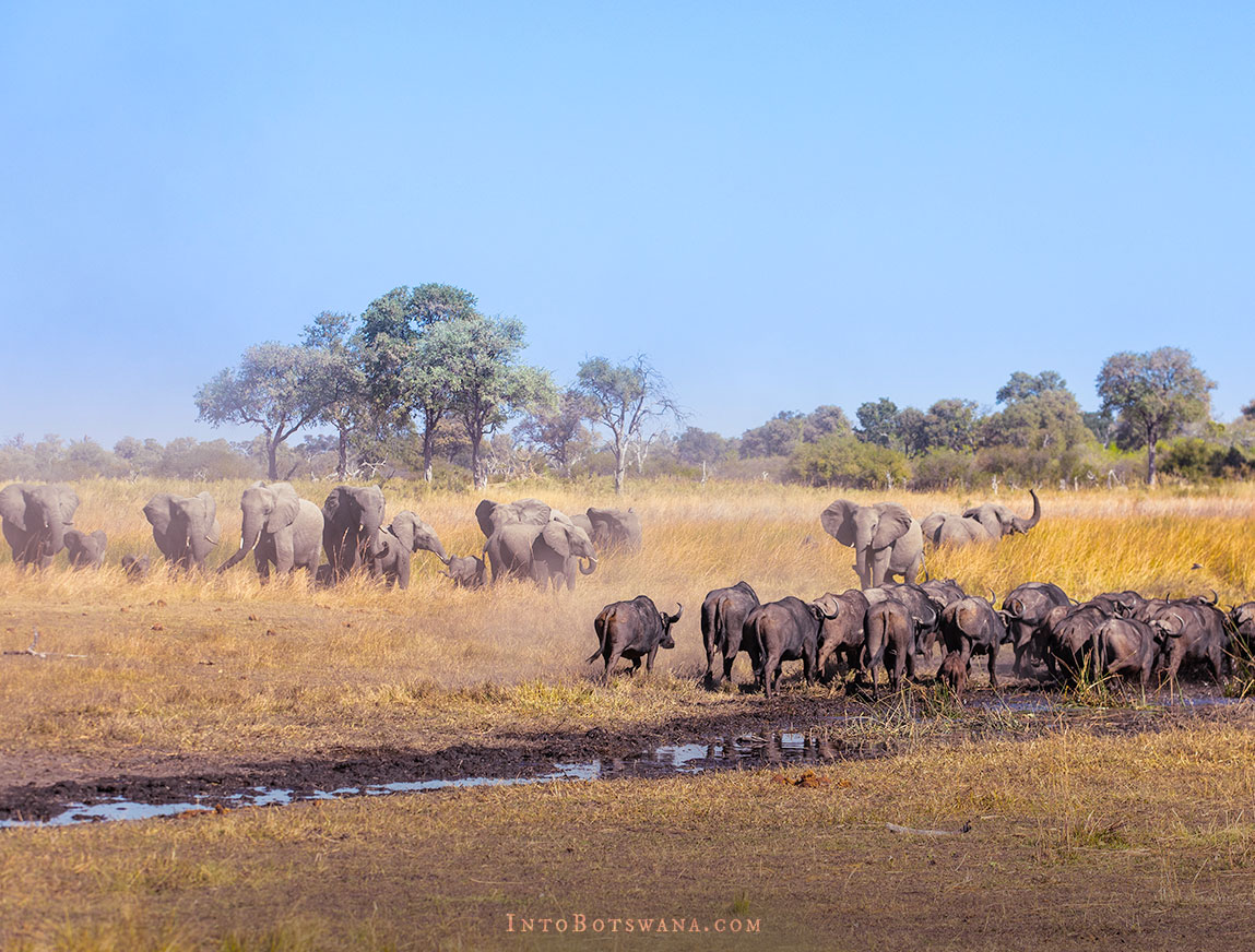 Elephant + Buffalo at Selinda reserve