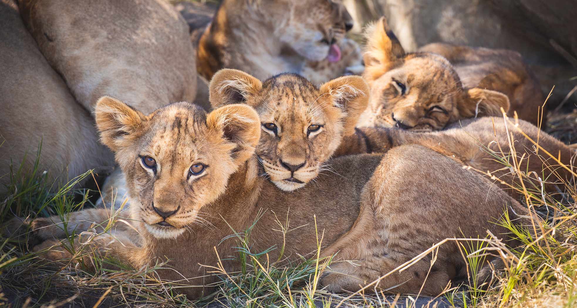 Family Safari Lion Cubs - Guided Safaris® IntoBotswana.com