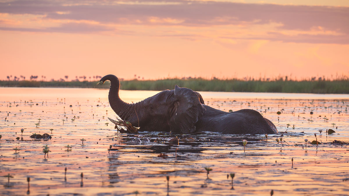 Duma Tau Camp, IntoBotswana.com