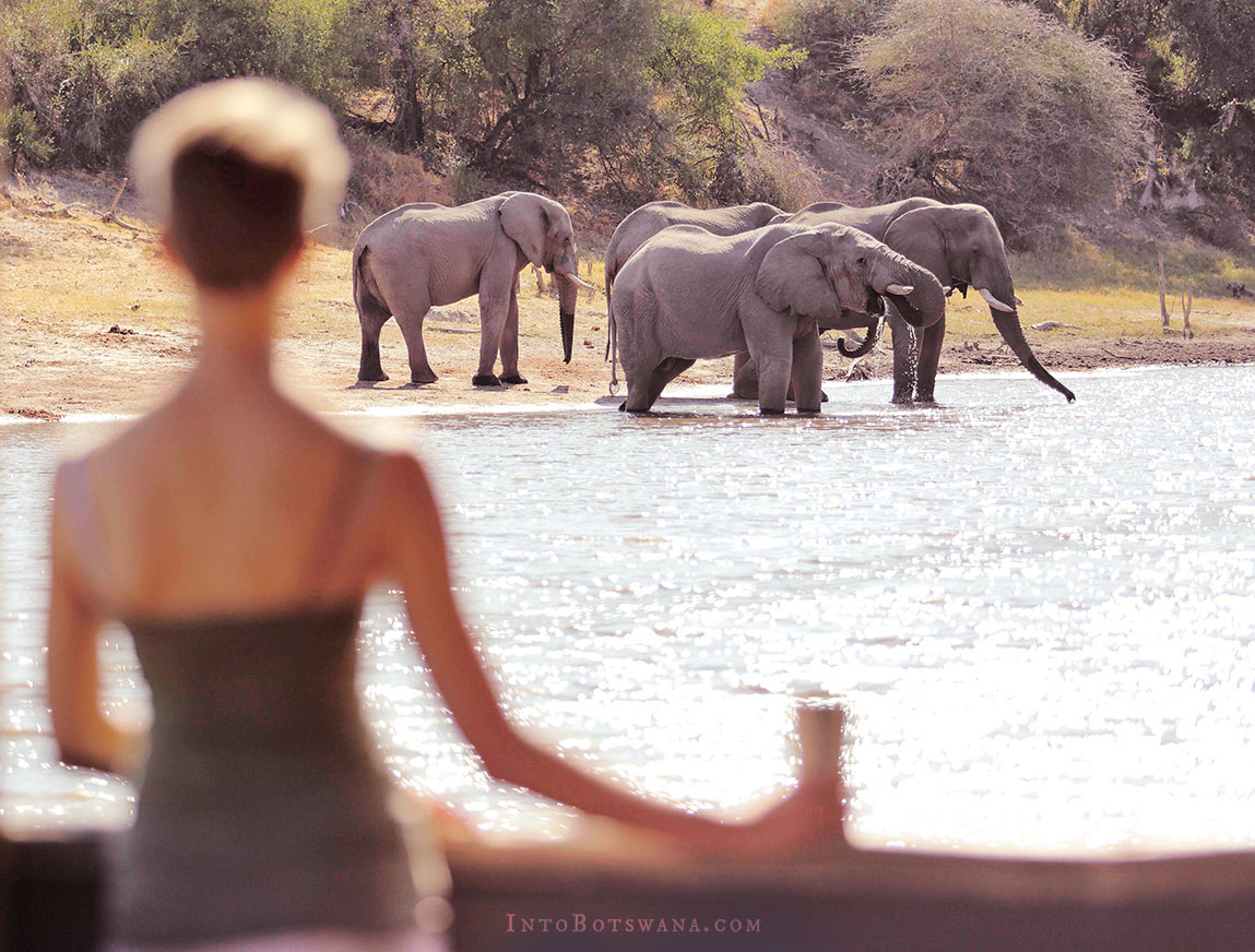 Elephants at the Waterhole