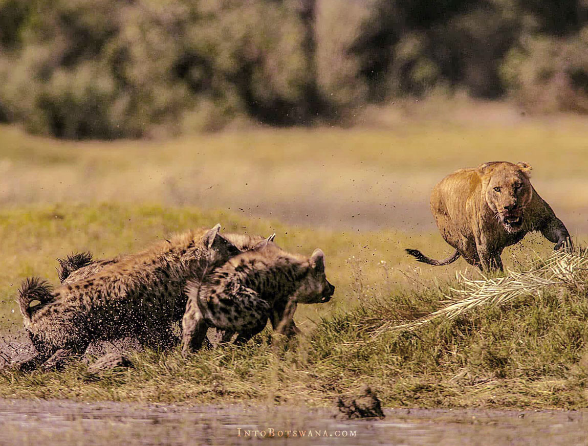 Clash of Lion + Hyena at Duba Plains
