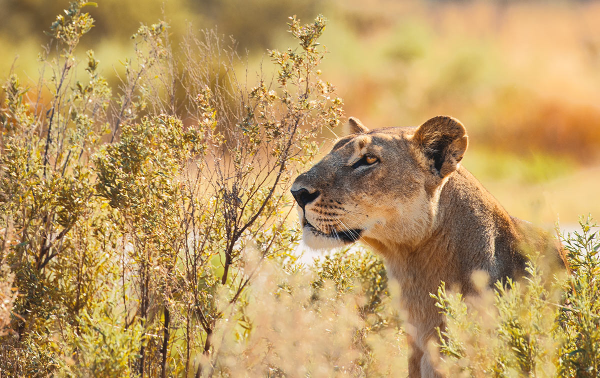 Okavango Explorers Camp IntoBotswana.com