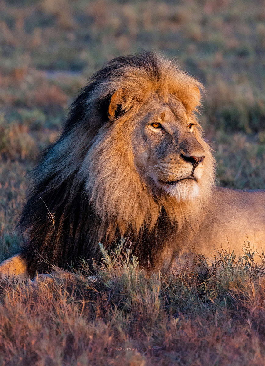 Kalahari Lion at Jack's Camp