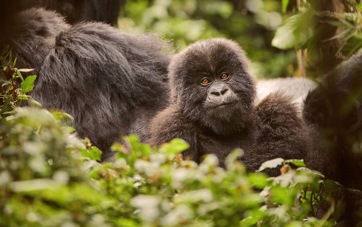 Gorilla Safari IntoBotswana.com