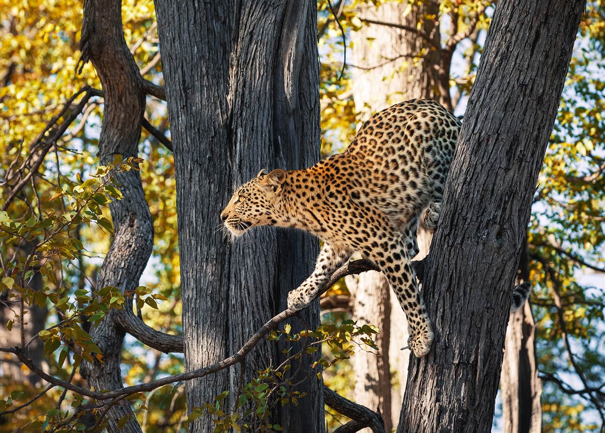 Aerial view of Okavango Explorers Camp IntoBotswana.com