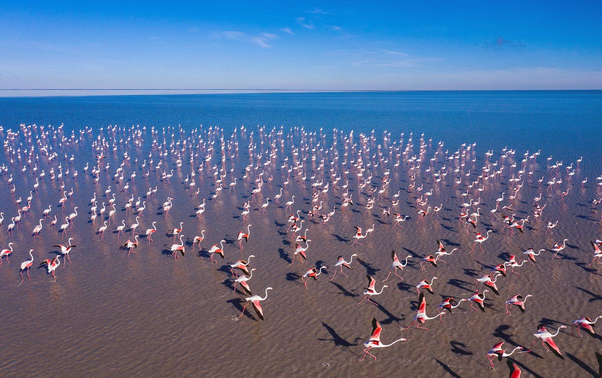 Flamingo at Makgadikgadi Pans, Botswana
