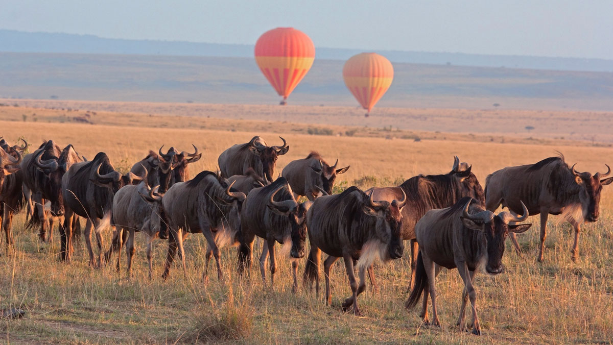 IntoBotswana.com Wildebeest migration
