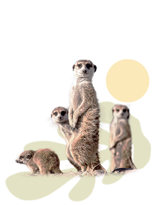 Meerkats