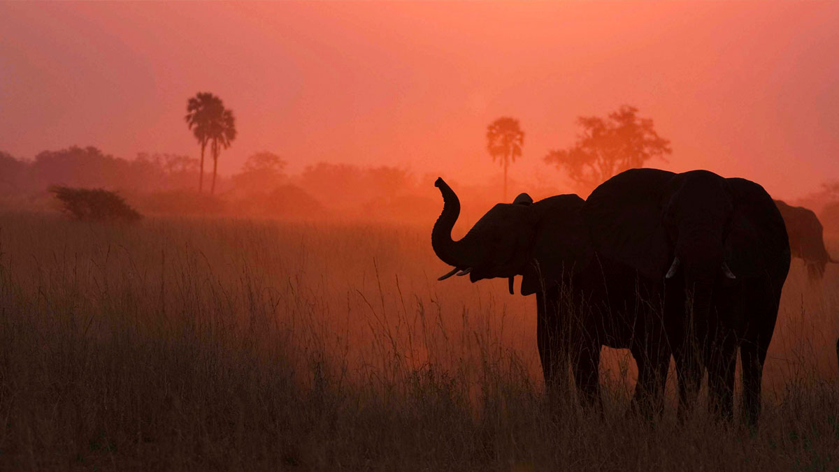 Guided Safaris® Star Beds IntoBotswana.com