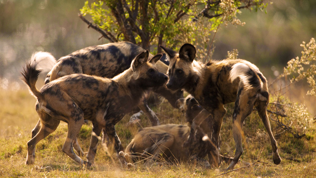African Wild Dog IntoBotswana.com