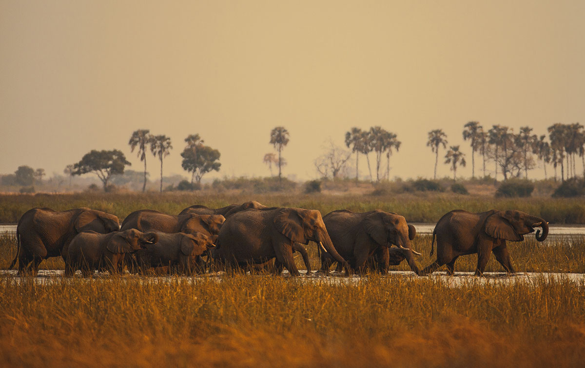 Elephants at Selinda reserve IntoBotswana.com