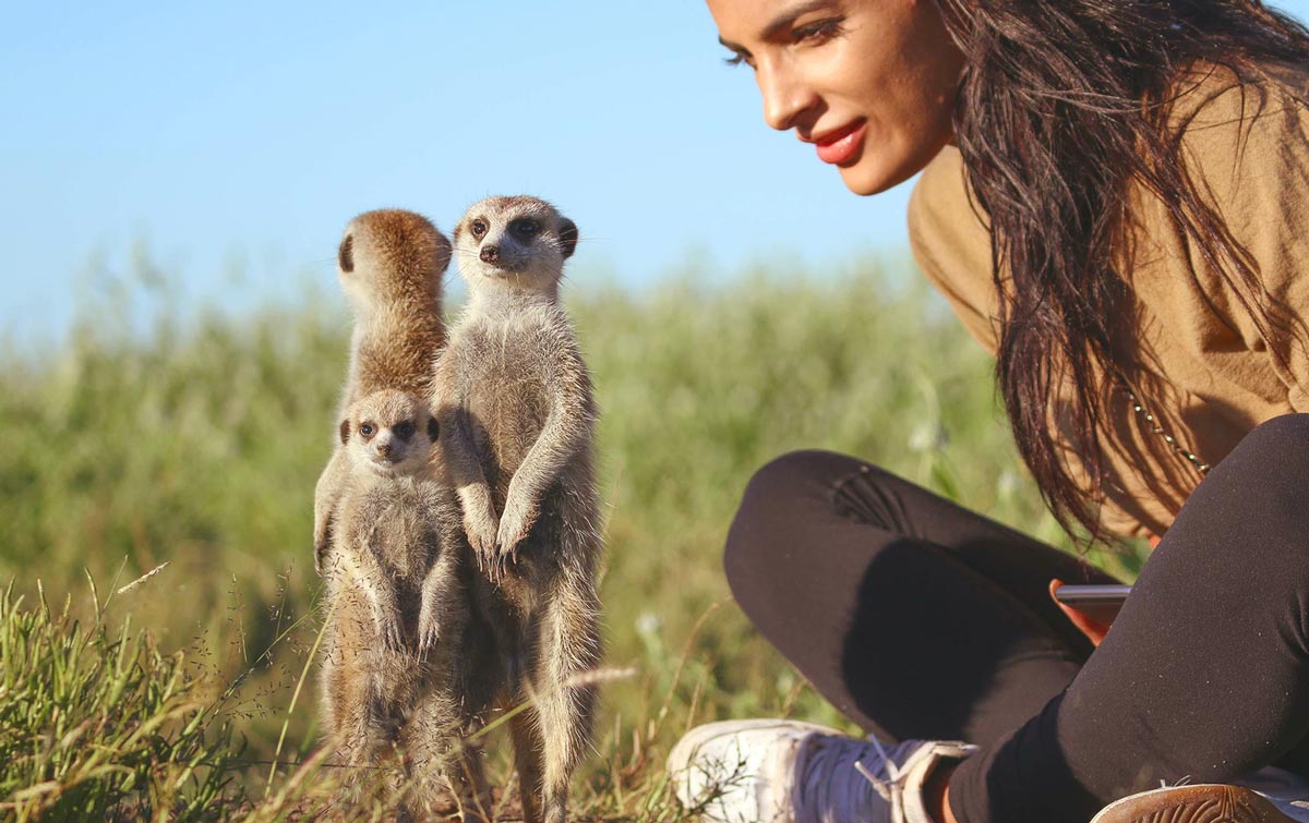 Meerkats at Jack's Camp, Botswana