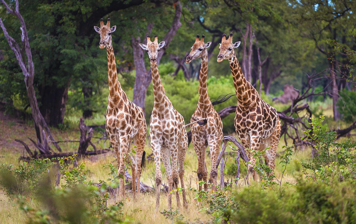King’s Pool Camp, IntoBotswana.com
