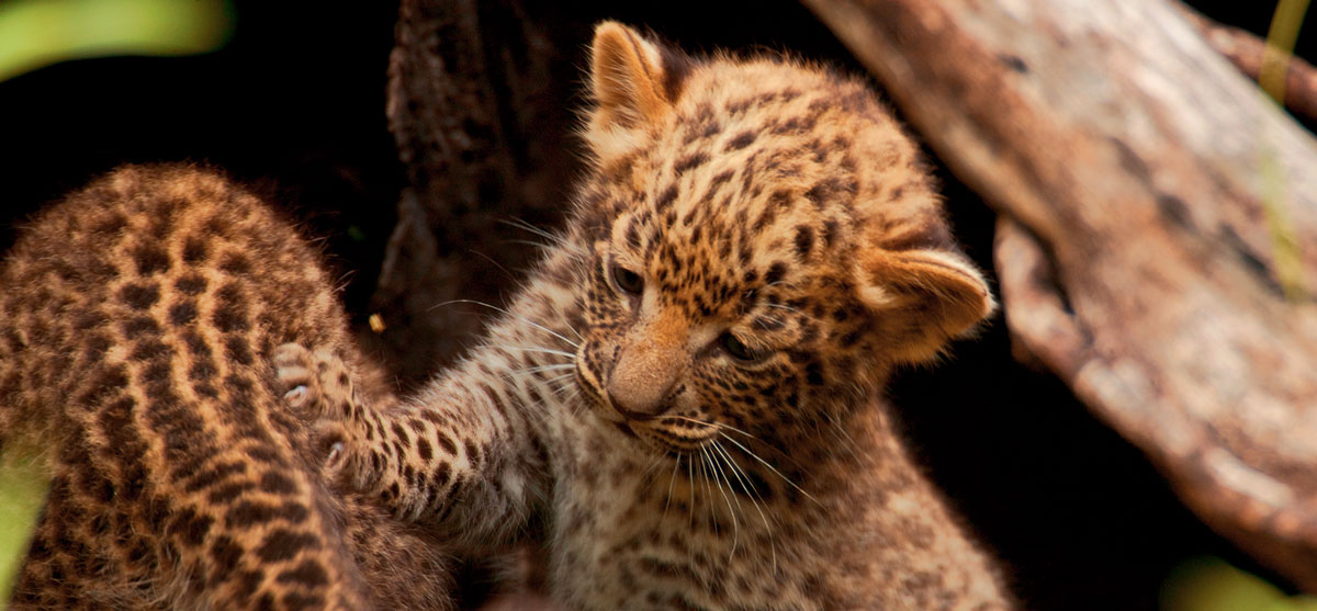 Big Cat Luxury Safari