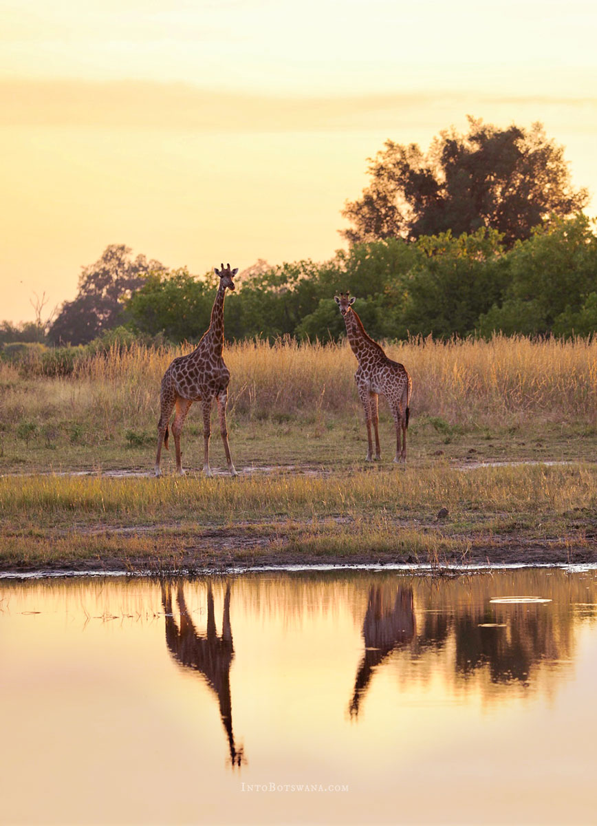 Giraffe at waterhole 