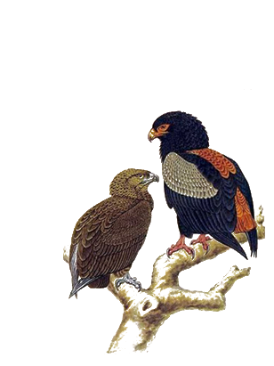 Bateleur Eagle