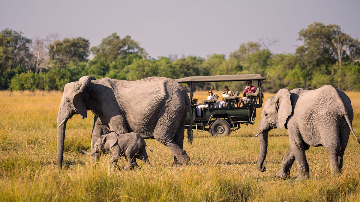 Wildlife at Selinda Reserve, Botswana