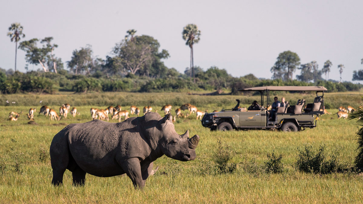 Wildlife at Mombo Concession