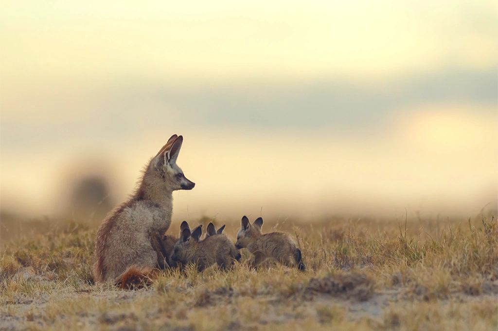 Family of Bat-Eared Foxes